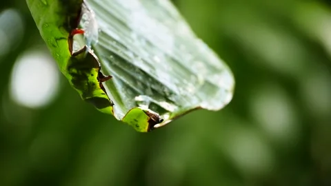 Palm leaf droplets Stock Footage 204991995