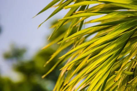 Palm leaf during sunset in the evening, warm light Stock Photos