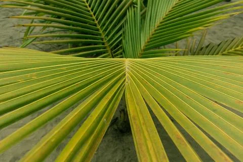 Palm leaf, extreme close up, texture. Foto stock