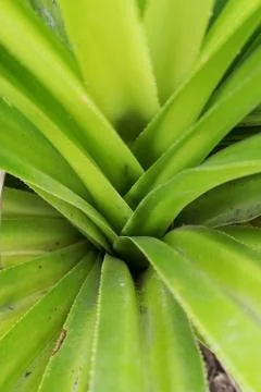 Palm leaf, extreme close up, texture. Stock Photos