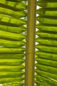 Palm leaf, extreme close up, texture. Stock Photos