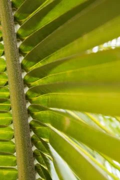 Palm leaf, extreme close up, texture. Stock Photos