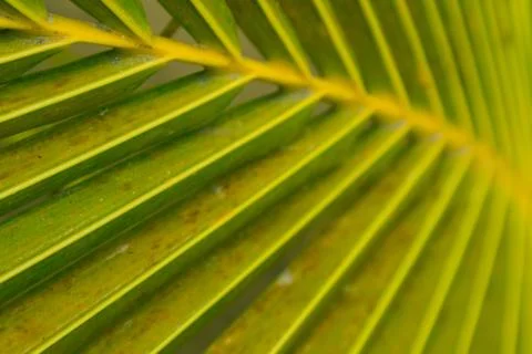 Palm leaf, extreme close up, texture. Stock Photos