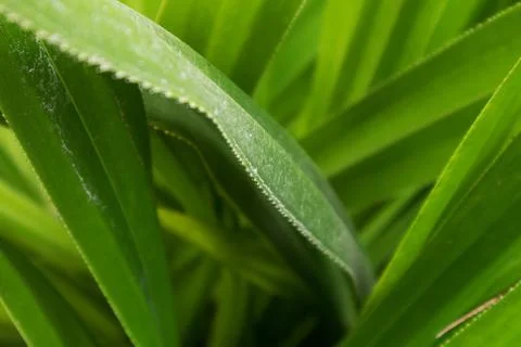 Palm leaf, extreme close up, texture. Stock Photos