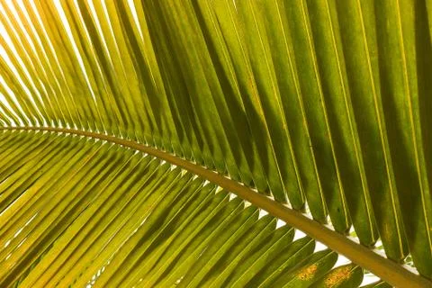 Palm leaf, extreme close up, texture. Foto stock