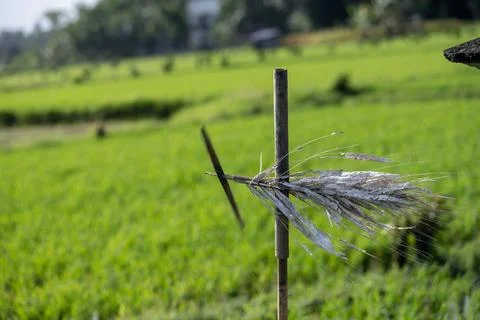 Palm-leaf field marker overlooking green rice paddies in Bali Stock Photos