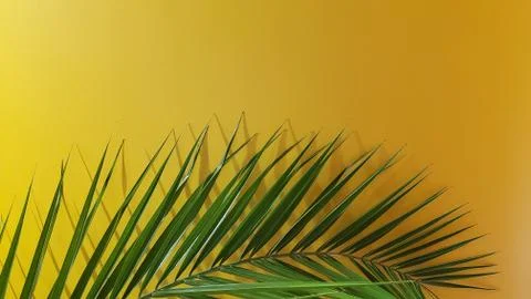 Palm leaf flat lay with yellow background Stock Photos