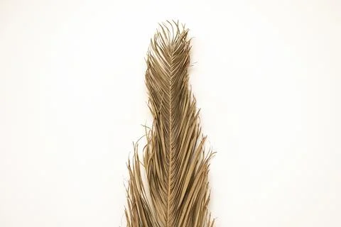 Palm leaf foliage branch on white background. Minimal boho decoration. Stock Photos