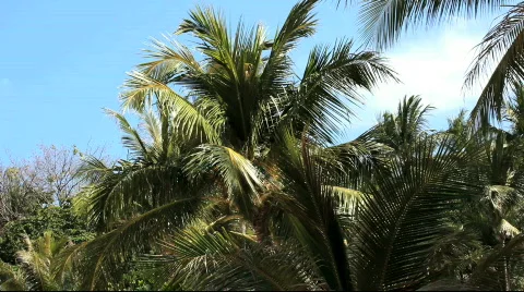 Palm leaf 스톡 동영상 692259