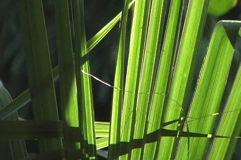 Palm leaf Stock-Footage 1218058