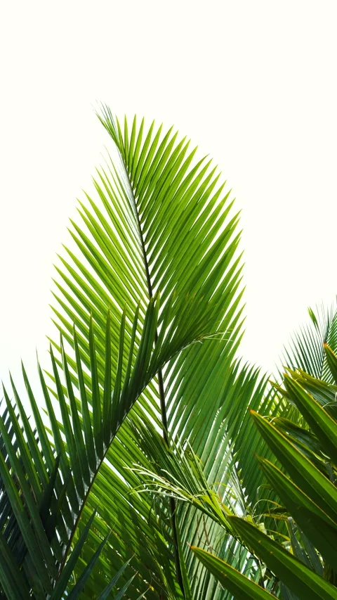 Palm leaf Stock Footage 311052265