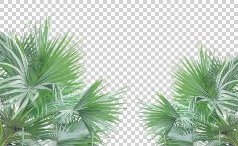 Palm leaf frame, Green palm leaf frame with evergreen pine Foto stock