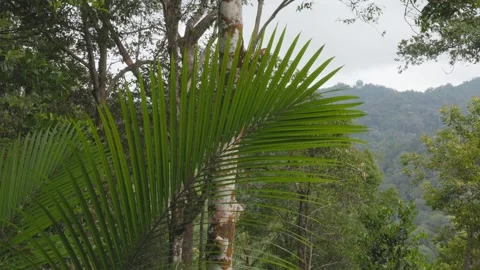 Palm Leaf Framing Mountain Ridge Landscape Stock Footage 339518880