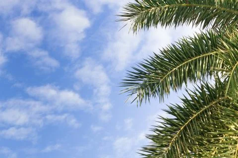 Palm leaf on the fresh blue sky Stock Photos