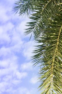 Palm leaf on the fresh blue sky Stock Photos