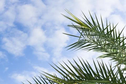 Palm leaf on the fresh blue sky Stock Photos