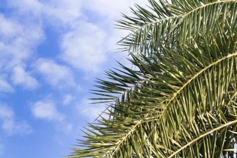 Palm leaf on the fresh blue sky Stock Photos