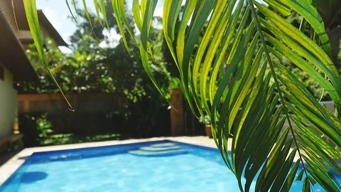 Palm leaf in front of the swimming pool on a tropical resort in slow motion Stock-Footage 78588486
