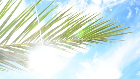 Palm leaf in gentle wind. Stock Footage 91803295
