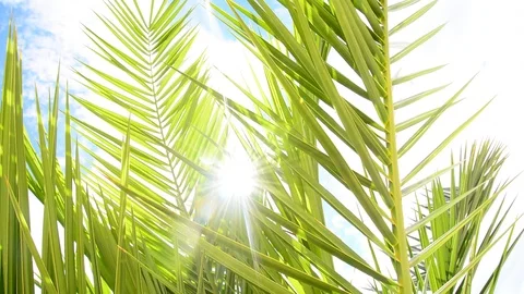 Palm leaf in gentle wind. Stock Footage 91803349