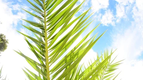 Palm leaf in gentle wind. Stock Footage 91803419