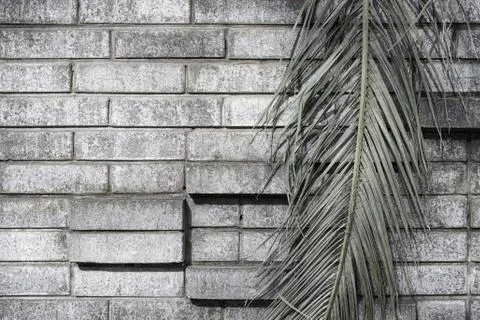 Palm leaf on gray brick wall background, gloomy grunge background Stock Photos