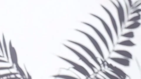 Palm leaf gray shadow in the blowing wind overlay on white wall background Stock Footage 278121569