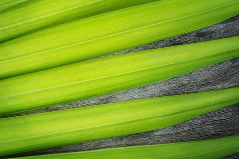 Palm leaf on a gray tree. Stock Photos