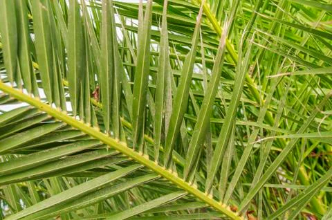Palm leaf green background Stock Photos