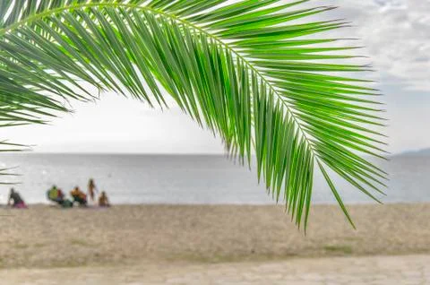 Palm leaf green with beach background Foto stock