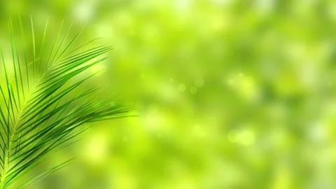 Palm leaf on green bokeh light animation 動画素材 262630126