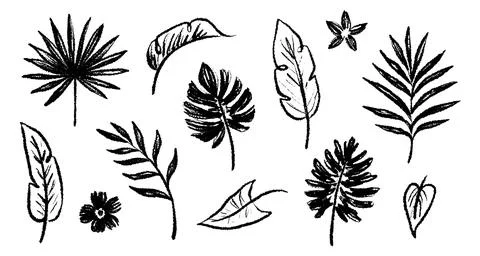 Palm leaf hand drawn crayon brush illustration. Foliage black tropical jungle Stock Illustration