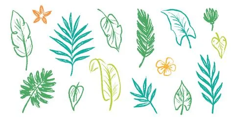 Palm leaf hand drawn crayon brush illustration. Foliage green tropical jungle Stock Illustration