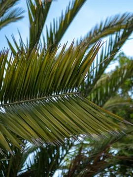 Palm leaf hanging from a tree on a tropical day Stock Photos