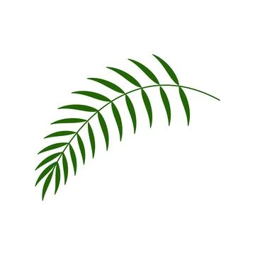 Palm leaf icon illustration Isolated on white background. Green palm Stock Illustration