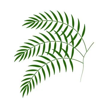 Palm leaf icon illustration Isolated on white background. Green palm Stock Illustration