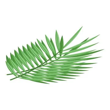 Palm leaf icon isometric vector. Oil food Stock Illustration