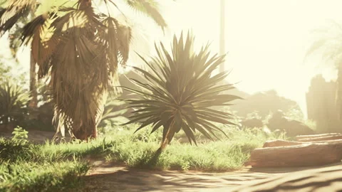 Palm leaf illuminated by a sun ray in the heart of the forest Stock Footage 248725387