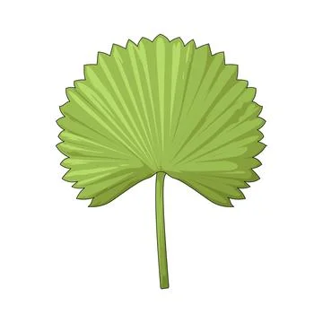 Palm leaf illustration イラスト素材