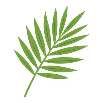 Palm Leaf Illustration Vector Template 스톡 일러스트