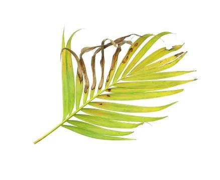 Palm leaf isolate on white background Stock Photos