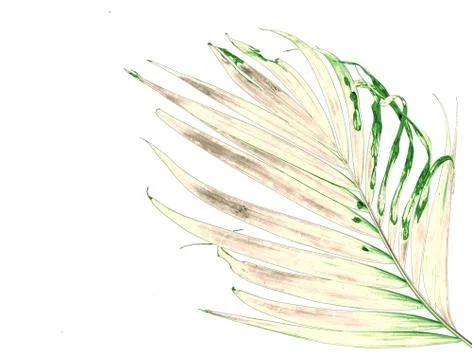 Palm leaf isolate on white background Stock Photos