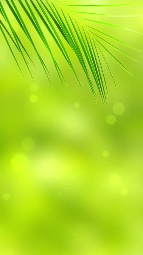 Palm leaf isolated on green background Stock Footage 262629871