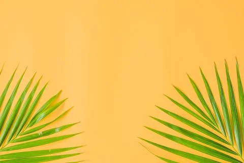 Palm leaf isolated on orange background. Stock Photos