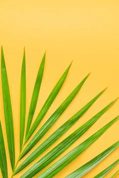 Palm leaf isolated on orange background. Stock Photos