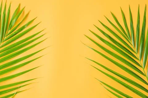 Palm leaf isolated on orange background. Stock Photos