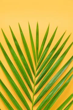 Palm leaf isolated on orange background. Stock Photos
