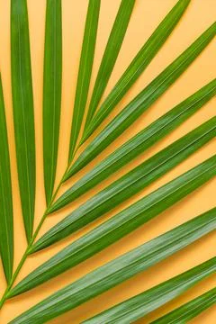 Palm leaf isolated on orange background. Stock Photos