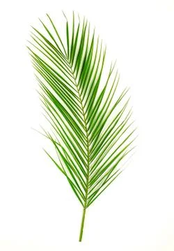 Palm leaf isolated top view with copy space.minimalism Stock Photos