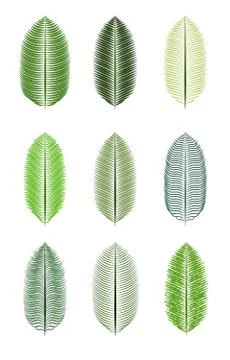 Palm Leaf Isolated Vector Illustration Illustrazione stock